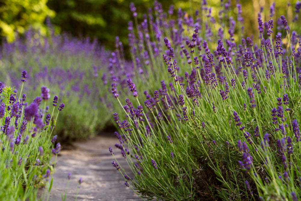 Redescobrindo a Conexão com a Natureza: A Arte do Paisagismo Sustentável